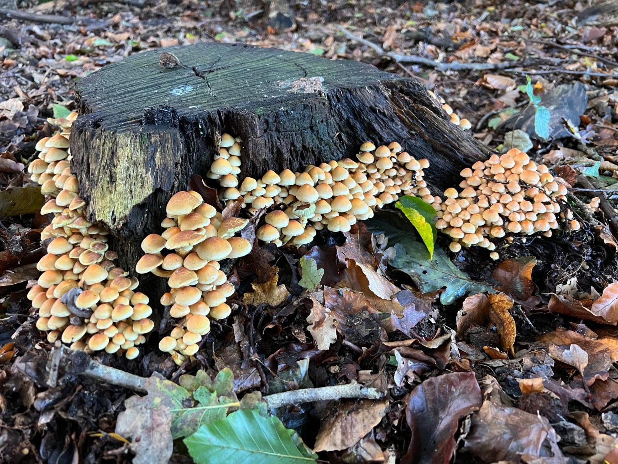 Veluwe Park Reewold Chalet Talisman Putten Dış mekan fotoğraf